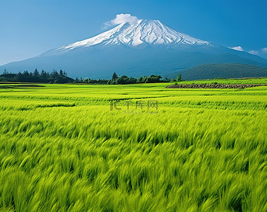 一片绿草如茵的田野和背景中的一座山