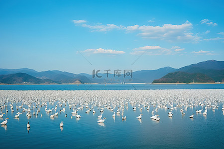 白色的鸟群聚集在湖边，远处地平线上有群山