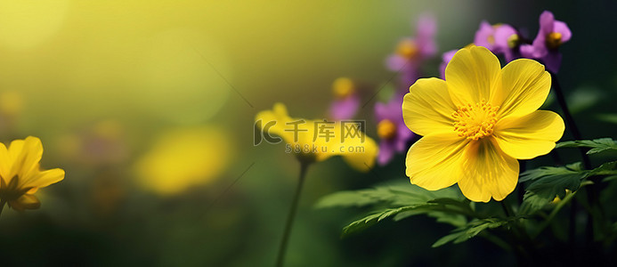 花朵背景紫色背景图片_黄色的花朵有紫色的背景