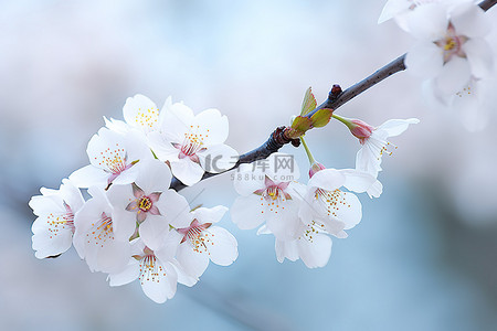 樱桃树枝上的白色花瓣