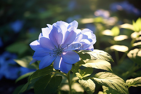 阳光下的蓝色花朵与叶子和其他花朵一起显示
