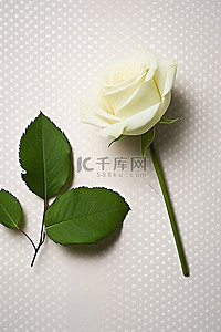 绿色圆点背景图片_一朵白玫瑰坐在绿色圆点纸上