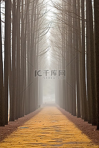 雾天行驶背景图片_雾天里树木丛生的木路