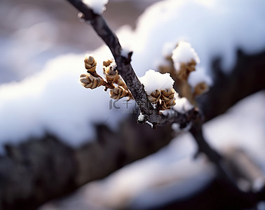 一根被雪覆盖的树枝，上面有一些芽