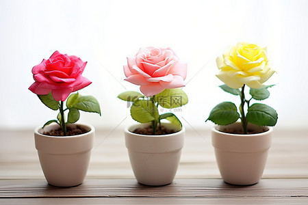 三株玫瑰植物排列在木桌上的白色碗里