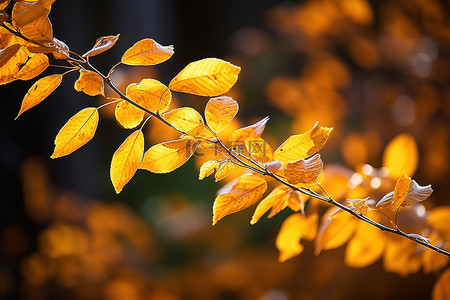 秋天的金色树枝镶边光云杉树叶树光