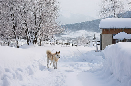雪狗穿越雪山上的小木屋前