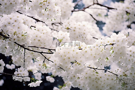 樱花树枝上开满了白色的花朵