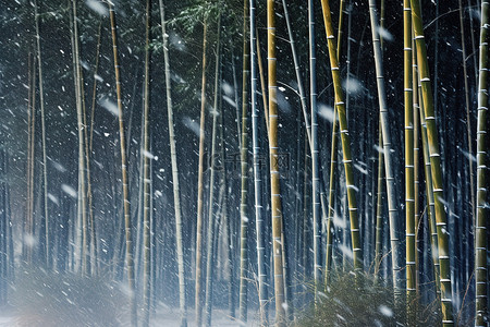 冬天竹子背景图片_高大的竹林在下雪的冬天