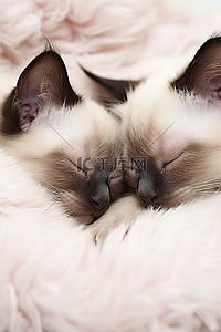 睡在白色毛皮上的暹罗小猫