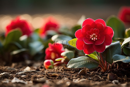 红色的花朵坐在花园里的泥土上