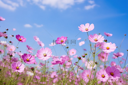 粉红色的田野鲜花照片