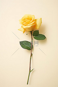 花玫瑰背景图片_一朵花，中间有一朵小棕色玫瑰