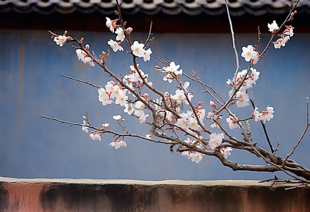 韩国全州蓝色建筑前的桃花