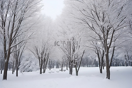 雪花脸谱背景图片_很多树木有雪和冬天的树木