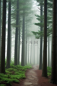 一条小路穿过高山松山的松树种植园