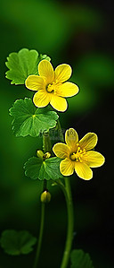 绿色黄色的花背景图片_绿色上面有两朵黄色的花