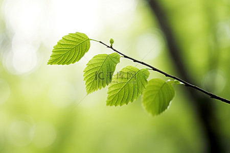 l绿叶雷峰塔背景图片_树枝上的两片绿叶