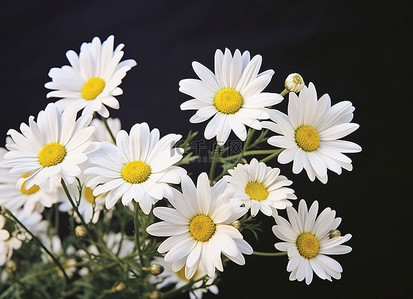 白色雏菊花花束