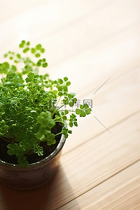 一株绿色植物背景图片_桌子上有一株小绿色植物
