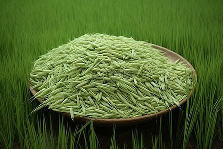 小麦大米背景图片_小麦或大米