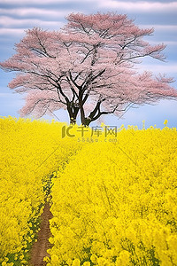 樱花乡村背景图片_盛开的油菜花在大阪日本乡村樱花花