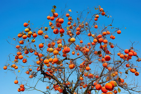 一棵树在秋天结出橙色的果实