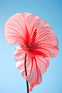 凤凰背景图片_芙蓉 醉酒 凤凰 菊花