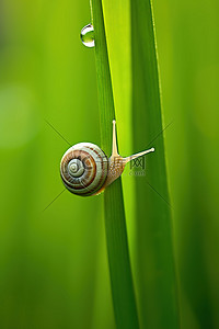 一只蜗牛在草叶上爬行