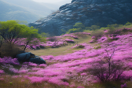长津湖拼搏背景图片_一座长满紫色花朵的小山