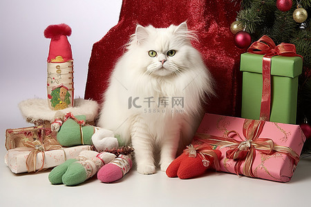 一只粉红色毛茸茸的白猫坐在圣诞袜和礼物旁边