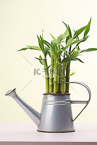 喷壶和竹子
