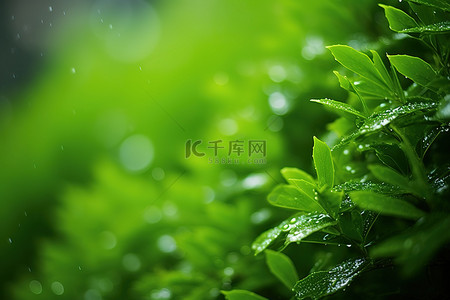 雨滴绿色树叶桌面壁纸 1280x1024