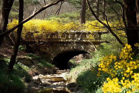 花桥背景图片_桥旁生长的花朵和偏僻森林中的树木