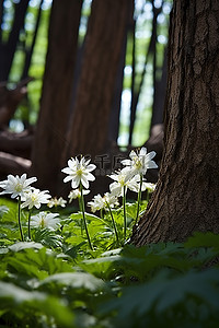 白色的花朵生长在一群树之间