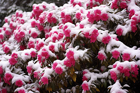 被雪覆盖的灌木上有五颜六色的花朵