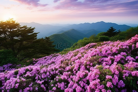 在山间背景图片_紫色的花朵在山间绽放