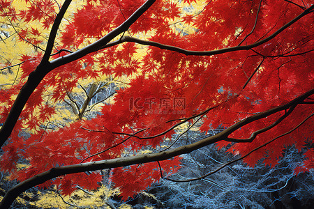 美术美术背景图片_秋天和秋天的树叶照片 秋天和秋天的树叶美术印刷品