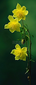 合成的背景图片_绿色背景中的黄色花朵
