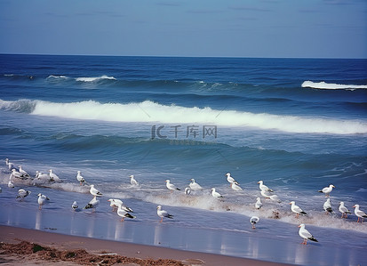 成群的海鸥站在海滩上