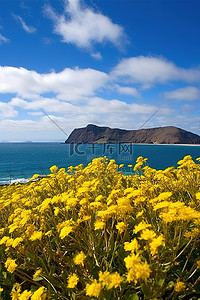 花朵黄色背景图片_生长在夏威夷海洋附近的黄色花朵