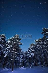 松林背景图片_雪星空下的松林