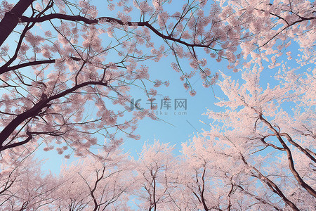 春天背景图片_天空下有一些开着粉红色花朵的树
