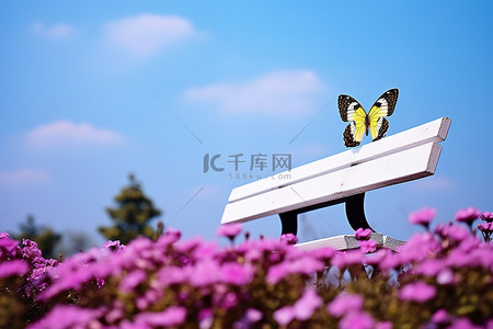 花朵上的背景图片_公园里粉红色花朵上的白色长凳和蝴蝶