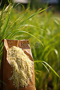 稻米背景图片_田里的干稻米