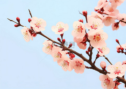 美丽的牡丹花背景图片_美丽的樱花 春天的花朵 牡丹花