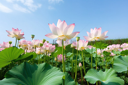 荷叶莲花背景图片_粉红色的莲花生长在蓝天的田野里