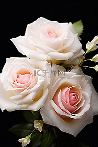 压花背景图片_两朵白玫瑰压在一起，放在一张粉红色的卡片上