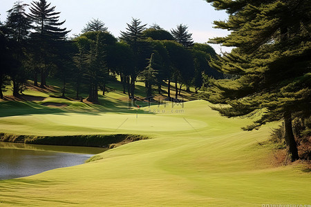 松树林背景图片_松树林高尔夫俱乐部高尔夫球场的果岭