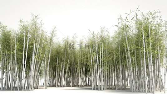 纯白色背景上令人惊叹的竹林 3D 渲染图